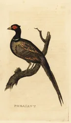 Common Pheasant