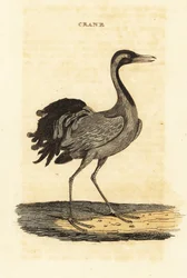 Demoiselle Crane