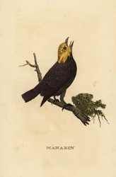 Golden-headed manakin, Ceratopipra erythrocephala