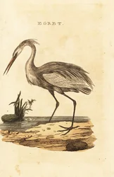 Great Egret
