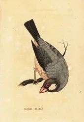 Java sparrow