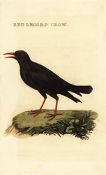 Red-billed chough, Pyrrhocorax pyrrhocorax