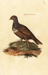 Red grouse