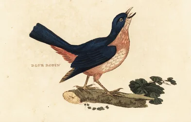 Siberian blue robin, Larvivora cyane