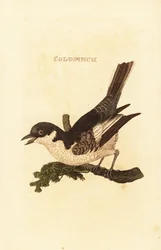 White wagtail, Motacilla alba