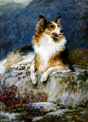 Collie in a Landscape