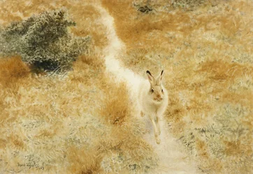 A Winter-Hare in a Landscape