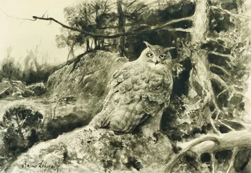 Eagle Owl