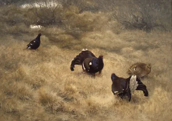Black grouse mating game in the moss
