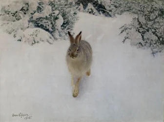 Hare in Winter