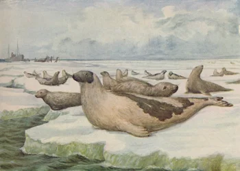 Seal-Hunting, Newfoundland