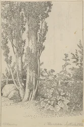 Poplars and Wild Plants at Hannau