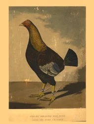 Streaky Breasted Red Dunn. Called the Bone Crusher, 19th century