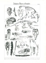 Anatomical Illustration of Edentates and Equids
