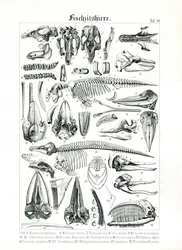Anatomical Illustration of Marine Mammals