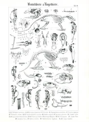 Anatomical Illustration of Marsupials and Rodents