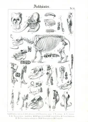 Anatomical Illustration of Pachyderms