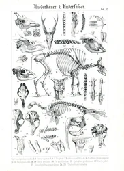Anatomical Illustration of Ruminants and Pinnipeds
