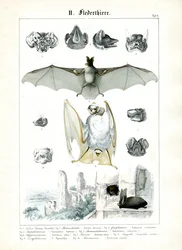 Bats and Their Anatomy
