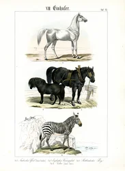 Equines: Horses and Zebra