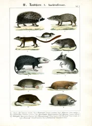 Insectivorous Mammals
