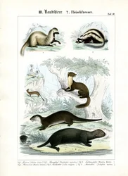 Martens and Otter-like Carnivores