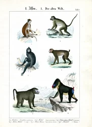 More Monkey Species of the Old World