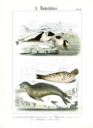 Seals of Arctic Waters