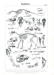 Skeletons and Skulls of Carnivores