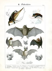 Various Bat Species