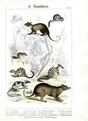 Various Marsupials from Australia and America