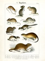 Various Rodent Species