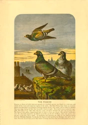The Pigeon