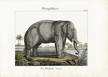 African Elephant