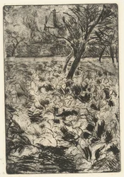 The Turnip Field