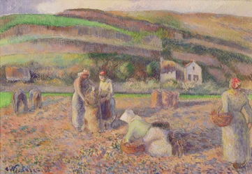 The Potato Harvest