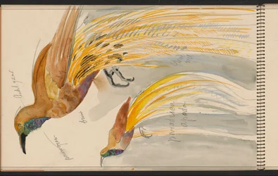 Greater Bird-of-Paradise