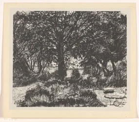 Garden with Large Tree
