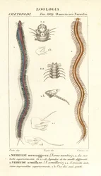 Bar-toothed nereid and nereid