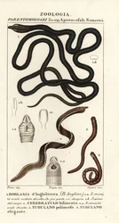 Bootlace Worm, Lineus longissimus 1, Borlasia angliae 1, Proboscis Worm, Cerebratulus bilineatus 2, Cerebratulus bilineatus 2, Ribbon Worm, Tubulanus polimorphus 3, Tubulanus elegans 4