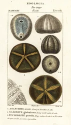 Fossils of extinct sea urchins