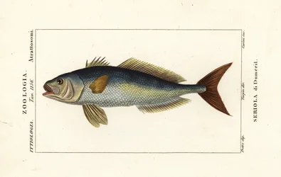 Greater amberjack