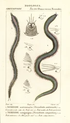 Leodice antennata and Eunice sanguinea