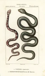 Ring-necked Spitting Cobra, Hemachatus haemachatus 1, and Martinique Lancehead, Bothrops lanceolatus 2