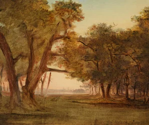 Forest Landscape in Morning Mood