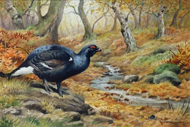 Black Cock Grouse by a Stream