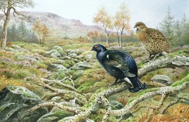 Black Grouse on a Moor