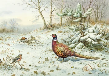 Cock Pheasant and Chaffinch