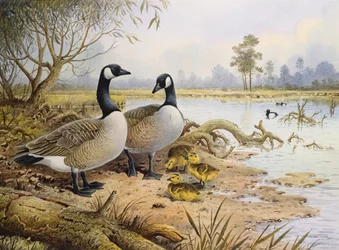 Geese: Canada