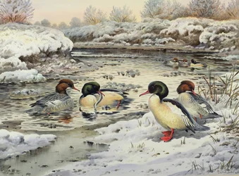 Goosanders